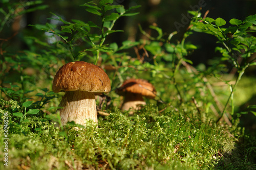 Two boletus edulis (cep, penny bun, porcino, porcini, king bolete) growing in the forest among the bilberry plants in a moss on a sunny day, close-up, selective focus, copy space for text 
