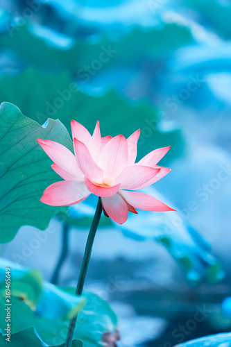 lotus flower plants with green leaves in pond