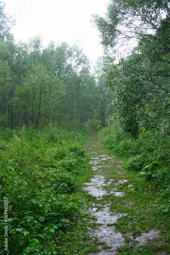 Rain in the green mountain  forest of Stara Planina national park in Serbia