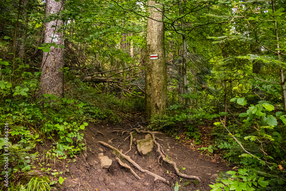 Hiking trails in a forest