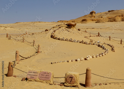 Konstfotografi Object of fossil and desert in the exhibition display of wadi hitan Unison world heritage site at Al Fayoum, Egypt