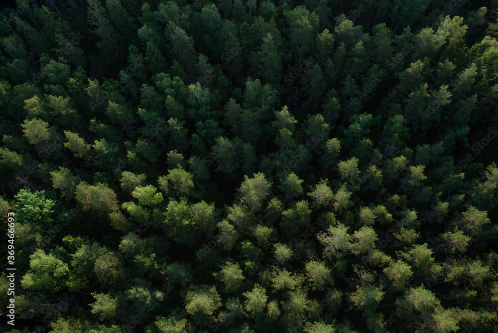 Fototapeta premium Green forest from above the ground