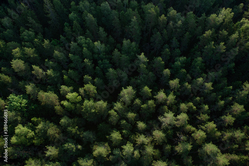 Green forest from above the ground © Sindija