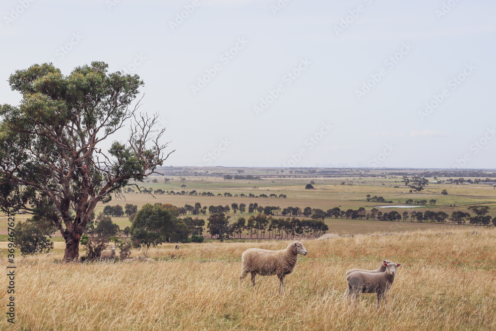 herd of sheep in field herd of sheep in field