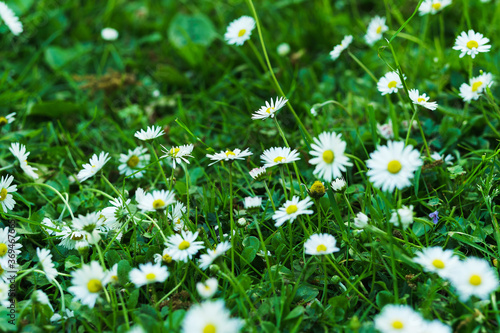 Closeup of little daisy flowers