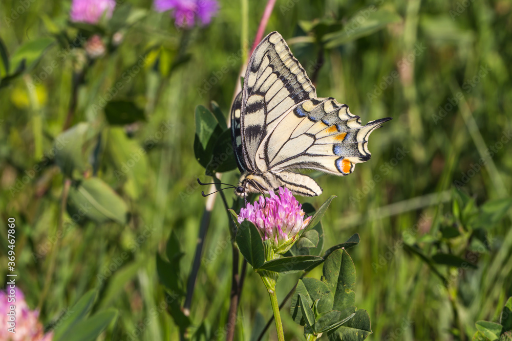Swallowtail moth (Papilio machaon)