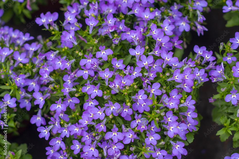 Obraz premium Purple flowers in full bloom，Lobelia erinus