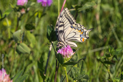 Obraz na płótnie Swallowtail moth (Papilio machaon) w salonie