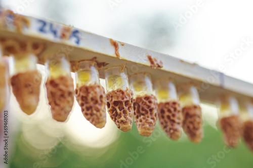 Canvas Print plastic queen cells with royal jelly Rebuilt from wax by honey bees on a plank in the beekeeper s hands