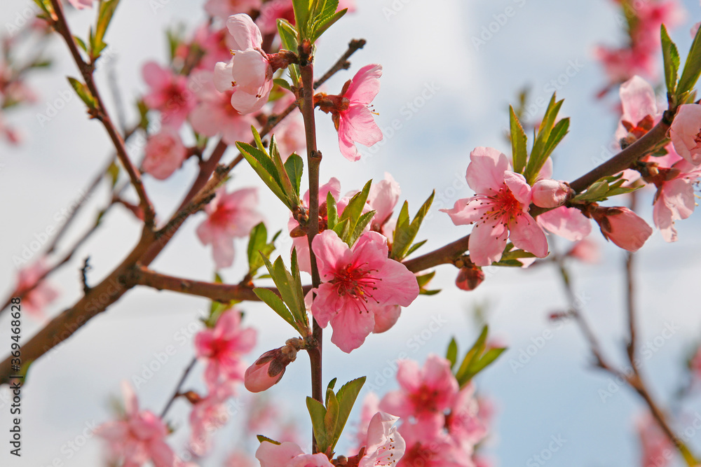 Branches of peach blossoming crab pink flowers. Spring flowering garden fruit tree. Peach blossom close-up. Branches of peach blossoming crab pink flowers. Spring flowering garden fruit tree. Peach blossom close-up.