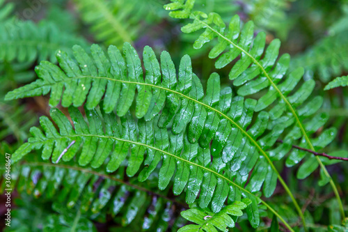 Ferns after Rain