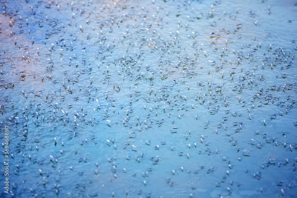 pond skater Stock Photo | Adobe Stock