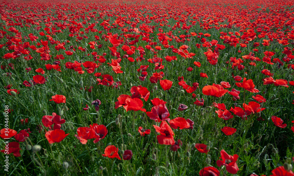 Field of wild red poppies close up
