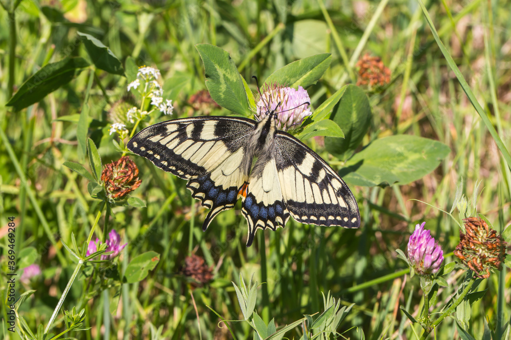 Swallowtail moth (Papilio machaon)