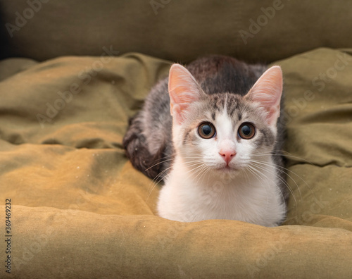 a fluffy little kitten with a long mustache, a close portrait