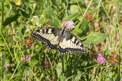 Obraz na płótnie Swallowtail moth (Papilio machaon) w salonie