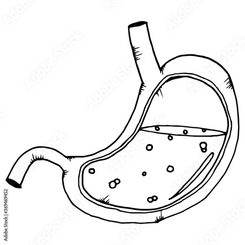 Stomach. Stomach with gastric juice. Vector illustration. Hand drawn.