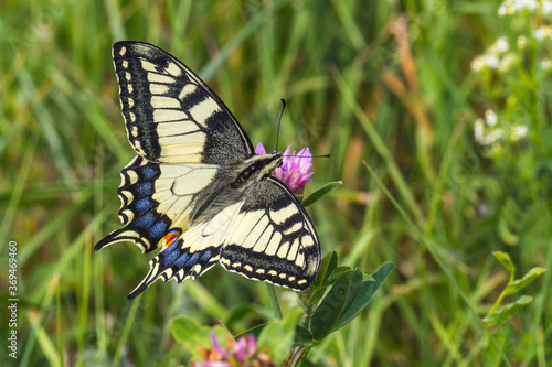 Obraz na płótnie Swallowtail moth (Papilio machaon) w salonie
