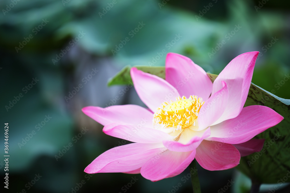 close up of beautiful blooming lotus flower close up of beautiful blooming lotus flower