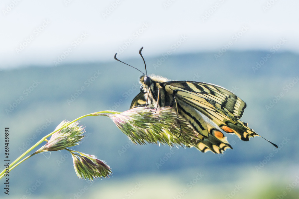 Swallowtail moth (Papilio machaon)