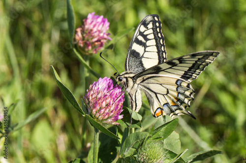 Obraz na płótnie Swallowtail moth (Papilio machaon) w salonie