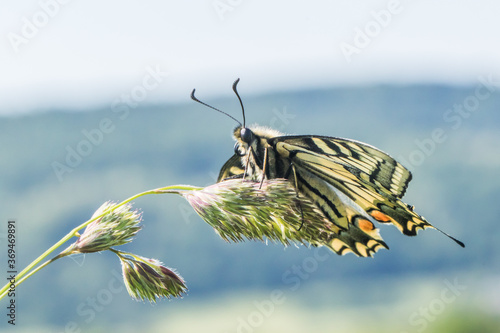Obraz na płótnie Swallowtail moth (Papilio machaon) w salonie