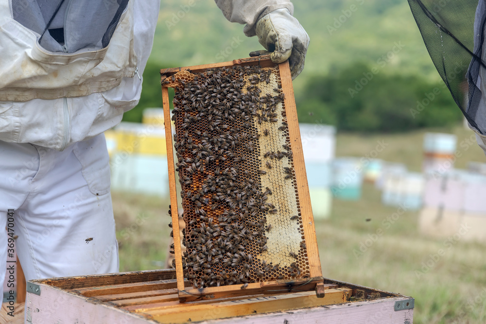 Beekeepers working to collect honey Beekeepers working to collect honey