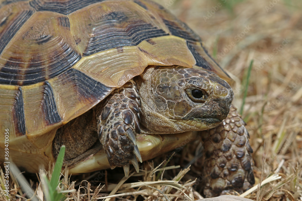 Close up of a young Greek turtle while moving in its natural environment, - macro Close up of a young Greek turtle while moving in its natural environment, - macro
