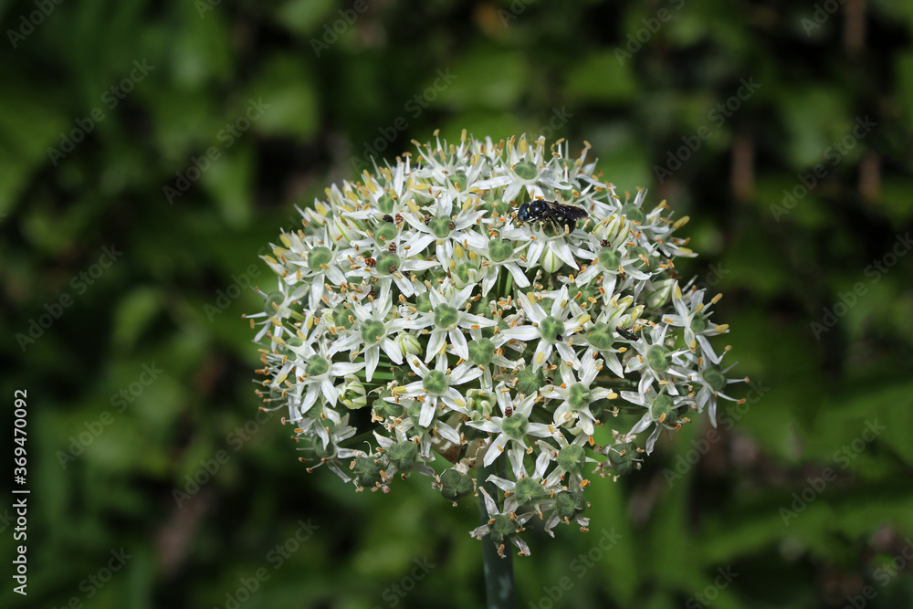Close up of a beautiful flower of wild onion with a bee on it, - macro