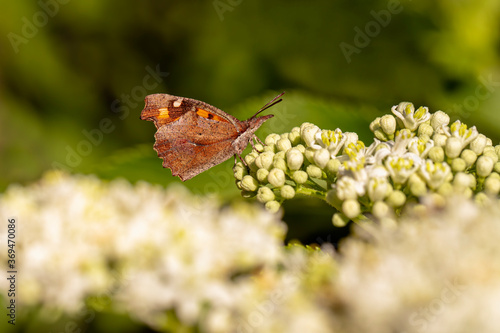 Hackberry Butterfly / Libythea celtis photo