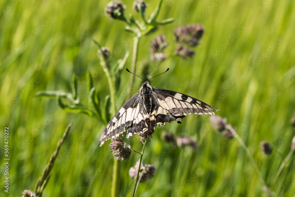Swallowtail moth (Papilio machaon)