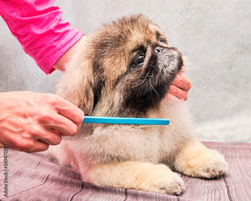 A groomer combs the hair of a Pekingese with a dog comb. The dog reacts calmly to grooming procedures.