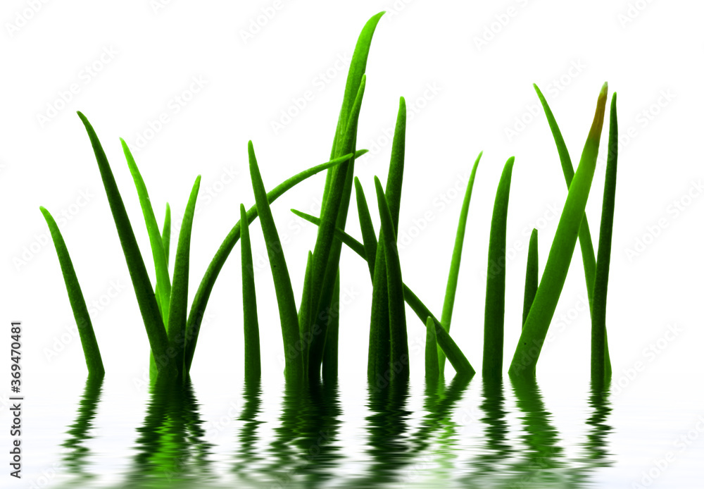 Obraz premium green grass in water