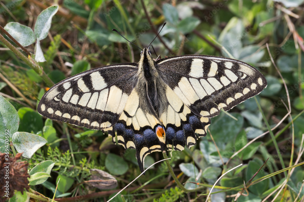 Swallowtail moth (Papilio machaon)