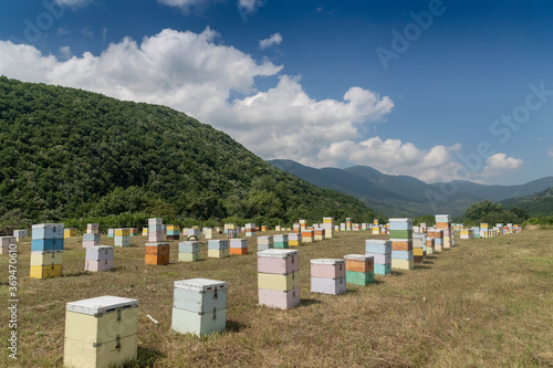 Beekeepers working to collect honey © ververidis