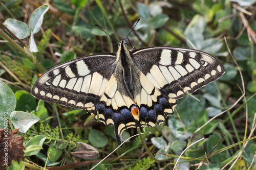 Obraz na płótnie Swallowtail moth (Papilio machaon) w salonie