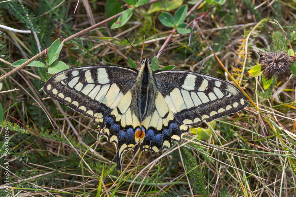 Swallowtail moth (Papilio machaon)