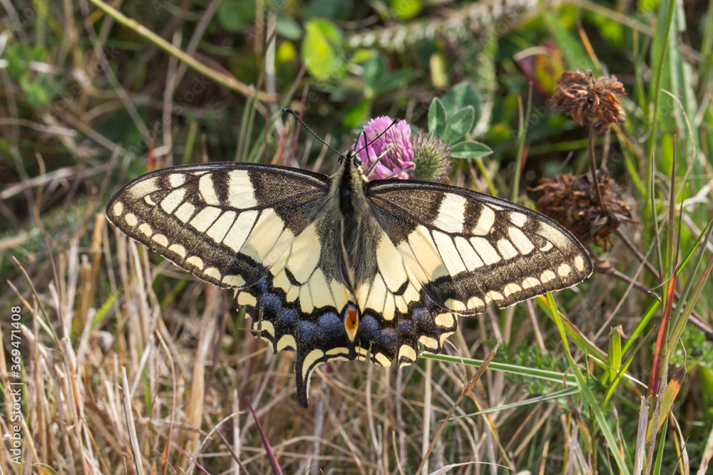 Swallowtail moth (Papilio machaon)