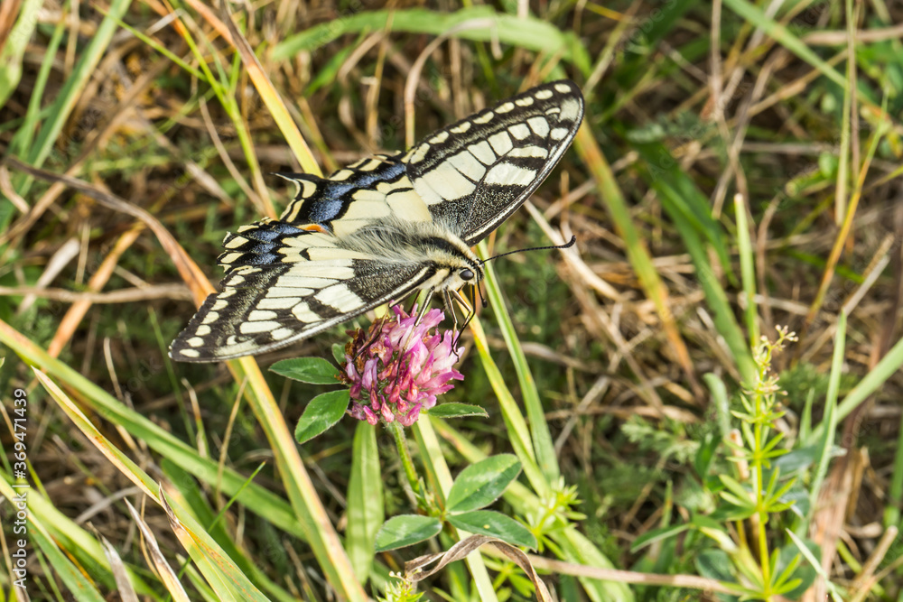 Swallowtail moth (Papilio machaon)