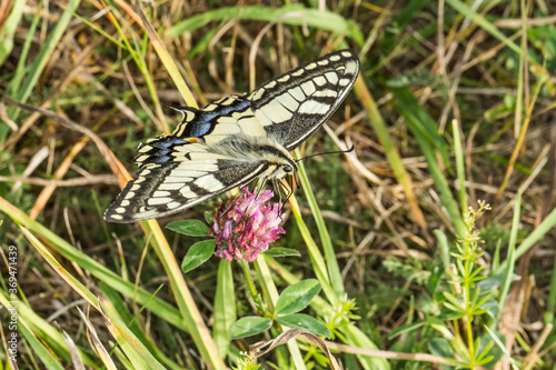 Swallowtail moth (Papilio machaon)