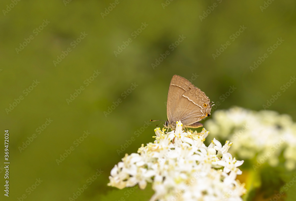 Fototapeta premium Purple Oak butterfly / Quercusia quercus