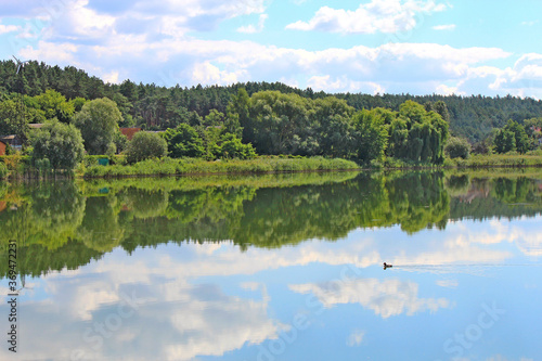 panoramic view of a summer lake with a lonely duck