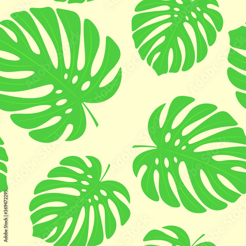 Pattern of tropical jungle monstera leaves. Monstera and foliage forest with leafs  summer texture