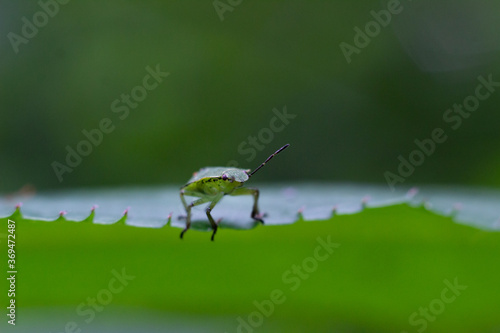 Green shield bug on a bright green leaf 