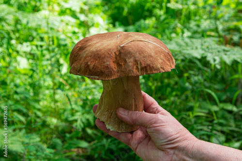 A large white mushroom is in the woman's hand against the background of the forest.