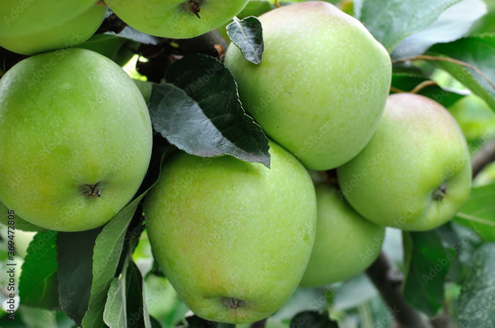 close-up of green organic apples on apple tree branch close-up of green organic apples on apple tree branch