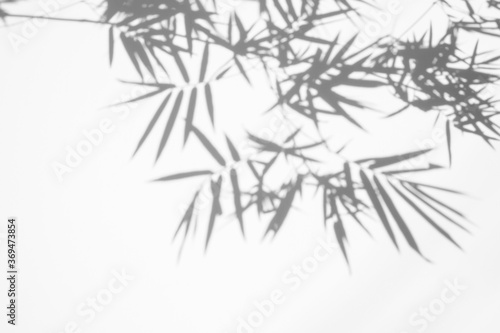 shadows of bamboo leaf is tropical leaves on white wall surface texture background. white and black tone