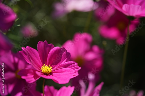 Light Pink Flower of Cosmos in Full Bloom 