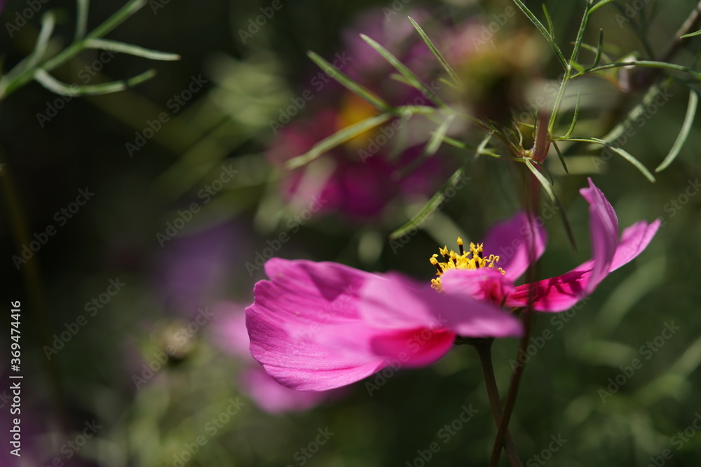 Light Pink Flower of Cosmos in Full Bloom
Light Pink Flower of Cosmos in Full Bloom