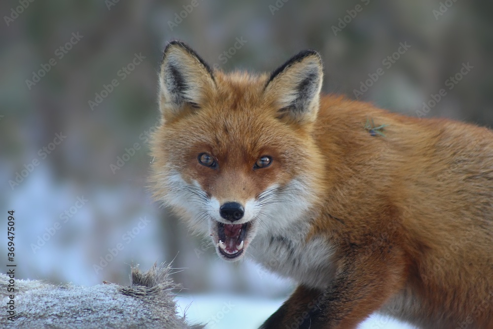 Fototapeta premium red fox in winter